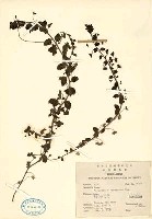 貧子水苦藚藏品圖，第2張